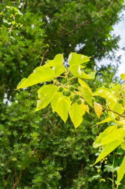 Saint Gallen, İsviçre, 17 Ağustos 2024 Broussonetia Papyrifera veya botanik bahçesindeki kağıt dut bitkisi