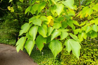 Saint Gallen, İsviçre, 17 Ağustos 2024 Broussonetia Papyrifera veya botanik bahçesindeki kağıt dut bitkisi