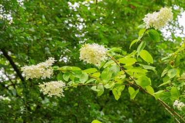Saint Gallen, İsviçre, 17 Ağustos 2024 Hydrangea Paniklemesi veya botanik bahçesindeki paniklenmiş ortanca bitkisi