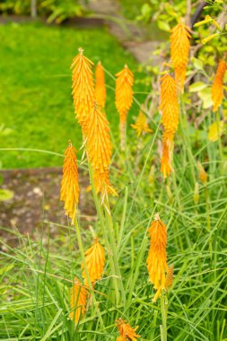 Saint Gallen, Switzerland, August 17, 2024 Kniphofia Uvaria or tritomea plant at the botanical garden clipart