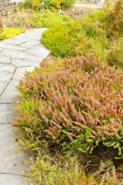 Saint Gallen, İsviçre, 17 Ağustos 2024 Erica Vagans veya botanik bahçesindeki Cornish fundalığı