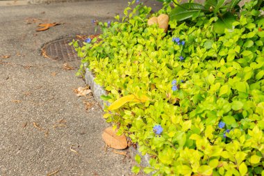 Saint Gallen, Switzerland, August 17, 2024 Ceratostigma Plumbaginoides or hardy blue flowered leadwort plant at the botanical garden clipart