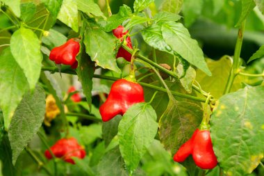 Saint Gallen, İsviçre, 17 Ağustos 2024 Capsicum Baccatum fabrikası botanik bahçesinde.