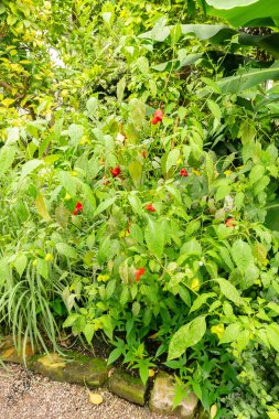 Saint Gallen, İsviçre, 17 Ağustos 2024 Capsicum Baccatum fabrikası botanik bahçesinde.