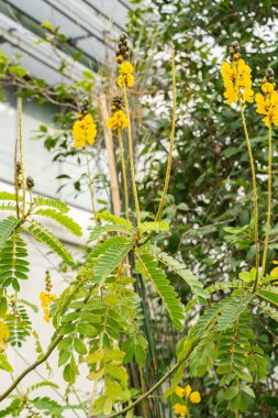 Saint Gallen, İsviçre, 17 Ağustos 2024 Senna Didymobotrya veya botanik bahçesindeki Afrika senna bitkisi