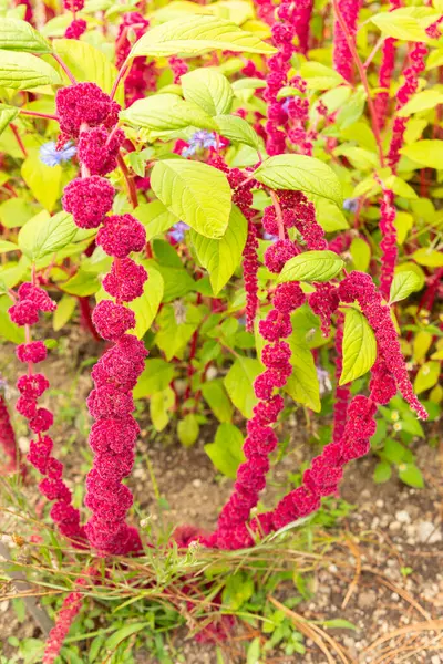 stock image Saint Gallen, Switzerland, August 17, 2024 Amaranthus Caudatus or foxtail amaranth plant at the botanical garden