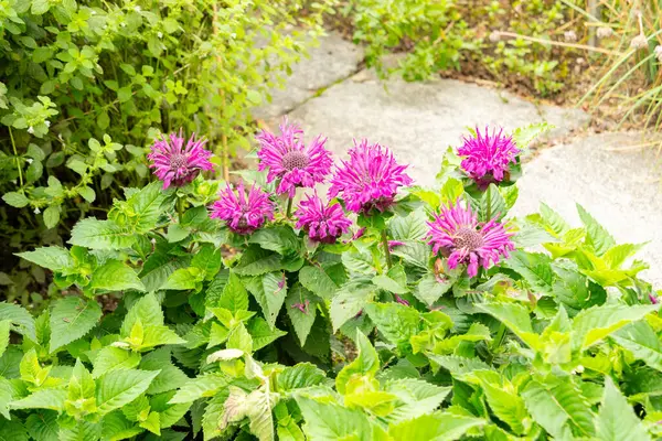 stock image Saint Gallen, Switzerland, August 17, 2024 Monarda Didyma or crimson beebalm plant at the botanical garden