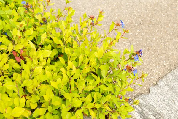 stock image Saint Gallen, Switzerland, August 17, 2024 Ceratostigma Plumbaginoides or hardy blue flowered leadwort plant at the botanical garden