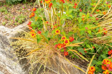 Saint Gallen, İsviçre, 17 Ağustos 2024 Lantana Camara bitkisi botanik bahçesinde
