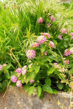 Saint Gallen, Switzerland, August 17, 2024 Lantana Camara Fabiola plant at the botanical garden clipart