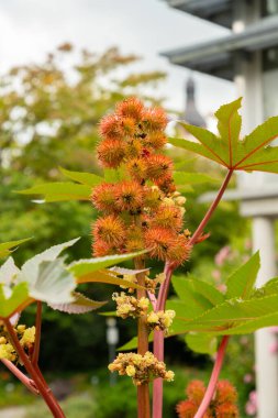 Saint Gallen, İsviçre, 17 Ağustos 2024 Ricinus Communis veya botanik bahçesindeki hintyağı fabrikası