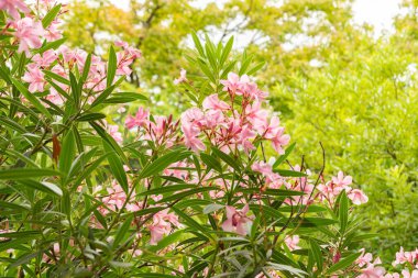 Saint Gallen, İsviçre, 17 Ağustos 2024 Nerium Oleander veya botanik bahçesindeki Rosebay fabrikası
