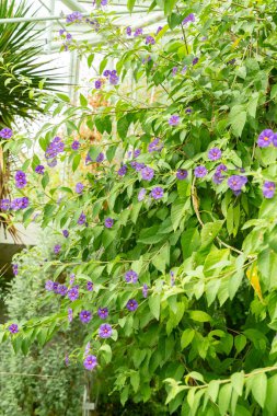 Saint Gallen, Switzerland, August 17, 2024 Lycianthes Rantonnetii or blue potato bush at the botanical garden clipart