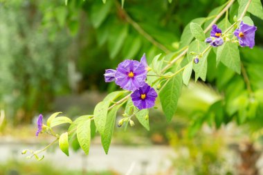 Saint Gallen, Switzerland, August 17, 2024 Lycianthes Rantonnetii or blue potato bush at the botanical garden clipart