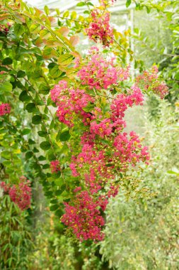 Saint Gallen, İsviçre, 17 Ağustos 2024 Lagerstroemia Indica veya botanik bahçesindeki mersin bitkisi