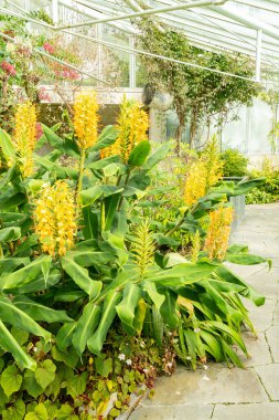 Saint Gallen, İsviçre, 17 Ağustos 2024 Hedychium Gardnerianum veya botanik bahçesindeki Kahili zencefil bitkisi