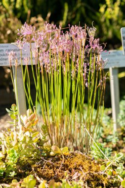 Saint Gallen, İsviçre, 7 Eylül 2024 Allium Carinatum veya botanik bahçesindeki cadı sarımsağı.