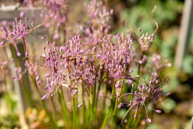 Saint Gallen, İsviçre, 7 Eylül 2024 Allium Carinatum veya botanik bahçesindeki cadı sarımsağı.