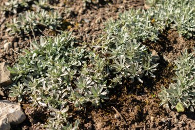 Saint Gallen, İsviçre, 7 Eylül 2024 Antennaria Dioica veya kedilerin botanik bahçesindeki ayak fabrikası