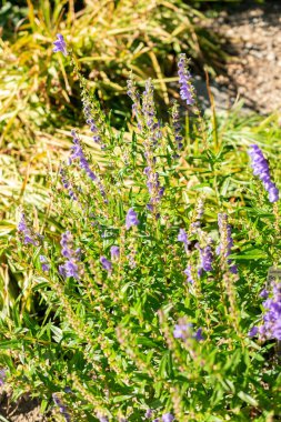 Saint Gallen, İsviçre, 7 Eylül 2024 Scutellaria Baicalensis veya botanik bahçesindeki Baykal heykel fabrikası