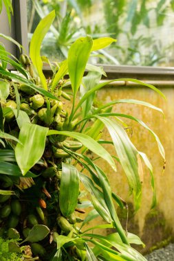 Saint Gallen, İsviçre, 7 Eylül 2024 Botanik Bahçesindeki Coelogyne Stricta fabrikası