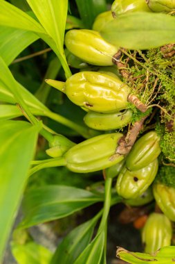 Saint Gallen, İsviçre, 7 Eylül 2024 Botanik Bahçesindeki Coelogyne Stricta fabrikası