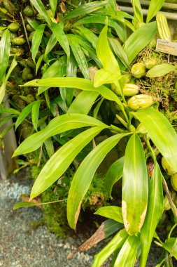 Saint Gallen, İsviçre, 7 Eylül 2024 Botanik Bahçesindeki Coelogyne Stricta fabrikası