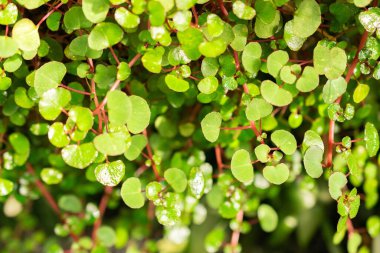 Saint Gallen, İsviçre, 7 Eylül 2024 Impatiens Botanik Bahçesindeki Seylan Balsam Fabrikası