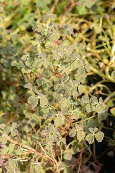 stock image Saint Gallen, Switzerland, September 7, 2024 Oxalis Tuberosa or Uqa plant at the botanical garden