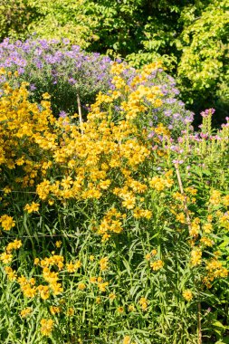 Saint Gallen, İsviçre, 7 Eylül 2024 Helenyum Sonbaharı veya botanik bahçesindeki yaygın hapşırık bitkisi