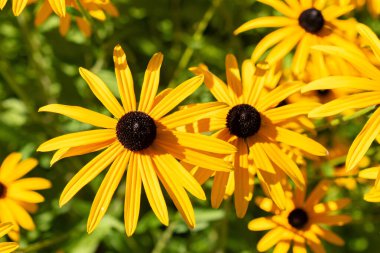 Saint Gallen, İsviçre, 7 Eylül 2024 Rudbeckia Fulgida Speciosa veya botanik bahçesindeki portakal kabuklu bitki