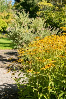 Saint Gallen, İsviçre, 7 Eylül 2024 Rudbeckia Fulgida Speciosa veya botanik bahçesindeki portakal kabuklu bitki