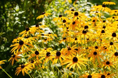 Saint Gallen, İsviçre, 7 Eylül 2024 Rudbeckia Fulgida Speciosa veya botanik bahçesindeki portakal kabuklu bitki