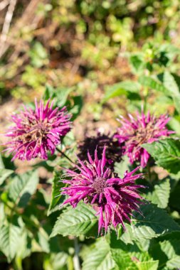 Saint Gallen, Switzerland, September 7, 2024 Monarda Didyma or crimson beebalm plant at the botanical garden clipart