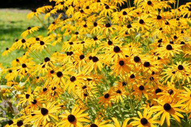 Saint Gallen, İsviçre, 7 Eylül 2024 Rudbeckia Fulgida Speciosa veya botanik bahçesindeki portakal kabuklu bitki