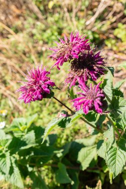 Saint Gallen, Switzerland, September 7, 2024 Monarda Didyma or crimson beebalm plant at the botanical garden clipart