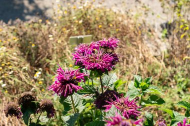 Saint Gallen, Switzerland, September 7, 2024 Monarda Didyma or crimson beebalm plant at the botanical garden clipart