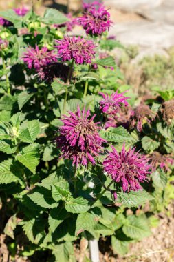 Saint Gallen, İsviçre, 7 Eylül 2024 Monarda Didyma veya botanik bahçesindeki kırmızı arı merhemi fabrikası