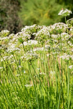 Saint Gallen, İsviçre, 7 Eylül 2024 Allium Tuberosum veya botanik bahçesindeki doğu sarımsak bitkisi