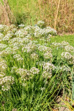 Saint Gallen, İsviçre, 7 Eylül 2024 Allium Tuberosum veya botanik bahçesindeki doğu sarımsak bitkisi