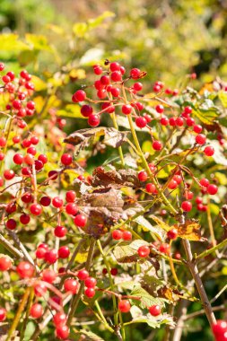 Saint Gallen, İsviçre, 7 Eylül 2024 Viburnum Opulus Compactum veya botanik bahçesindeki guelder gül bitkisi