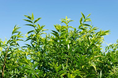 Saint Gallen, İsviçre. 7 Eylül 2024. Fontanesia Fortunei bitkisi botanik bahçesinde.