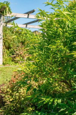 Saint Gallen, İsviçre. 7 Eylül 2024. Fontanesia Fortunei bitkisi botanik bahçesinde.