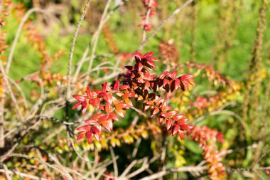 Saint Gallen, İsviçre, 7 Eylül 2024 Agapetes Serpens bitkisi botanik bahçesinde