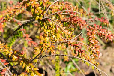 Saint Gallen, İsviçre, 7 Eylül 2024 Agapetes Serpens bitkisi botanik bahçesinde