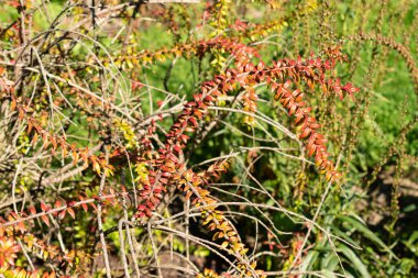 Saint Gallen, İsviçre, 7 Eylül 2024 Agapetes Serpens bitkisi botanik bahçesinde