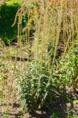 Saint Gallen, İsviçre, 7 Eylül 2024 Lysimachia Ephemerum veya botanik bahçesindeki süt gevşetici bitkisi