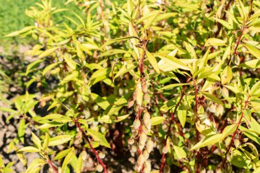 Saint Gallen, İsviçre, 7 Eylül 2024 Impatiens Balsamina veya botanik bahçesindeki balsam bitkisi