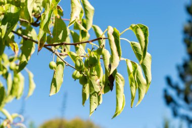 Saint Gallen, İsviçre, 7 Eylül 2024 Aktinidia Arguta veya botanik bahçesindeki sert kivi bitkisi