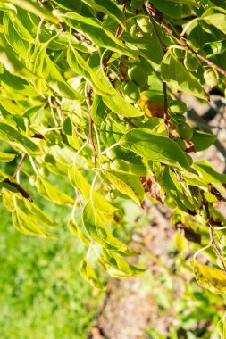 Saint Gallen, İsviçre, 7 Eylül 2024 Aktinidia Arguta veya botanik bahçesindeki sert kivi bitkisi
